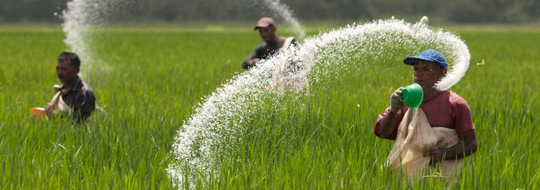 What Is Urea Fertilizer